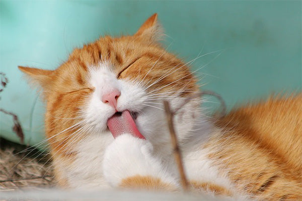 Cat on Cat Day Modish Living