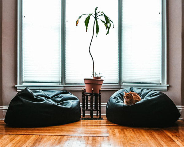 Cat on Green Beanbag