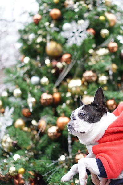 Christmas Jumper Day Dog