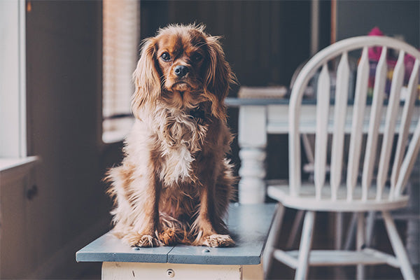 Dog in Dining Room