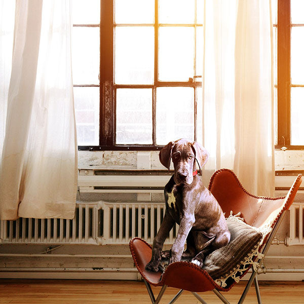 Dog on Armchair