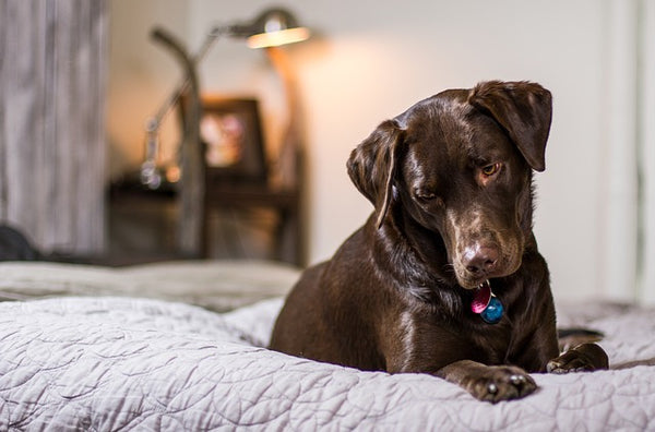 Dog in Bed