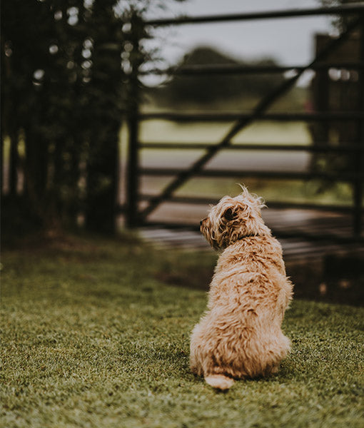 Dog in the Garden