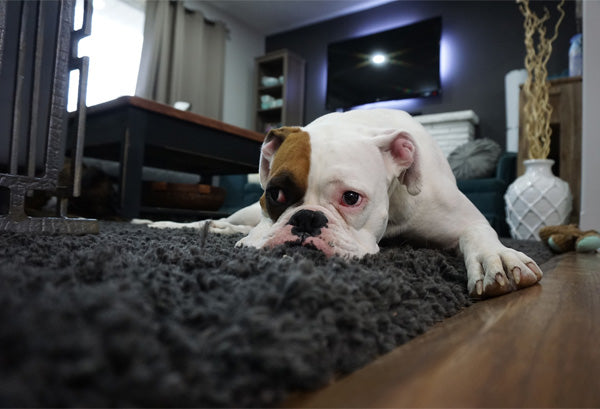 Dog in Living Room