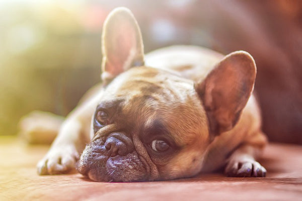 Dog on Sofa