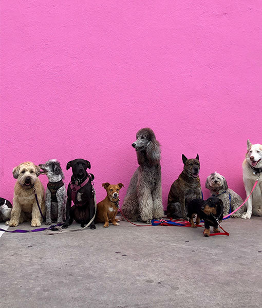 Dogs Party