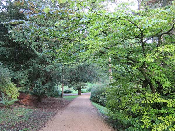 Forest in United Kingdom