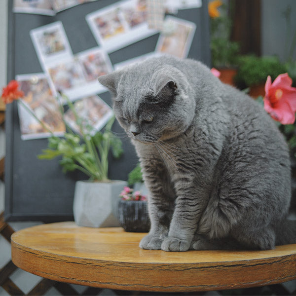 Cat on Wooden Stool