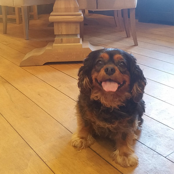 Modish Living Macy