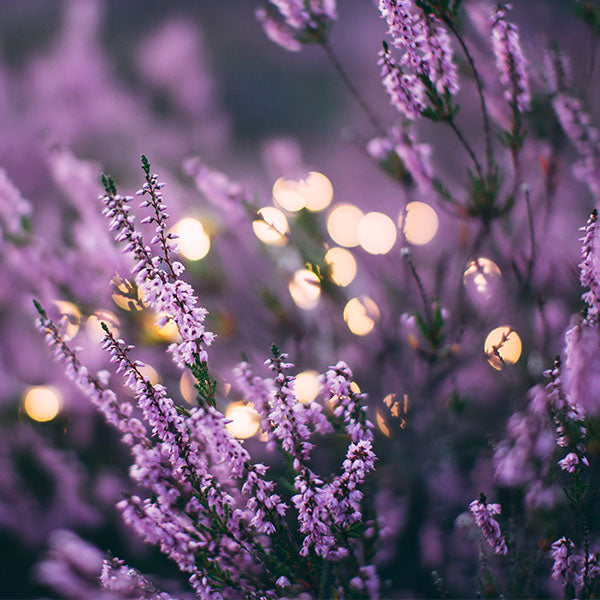 Pink Lavender