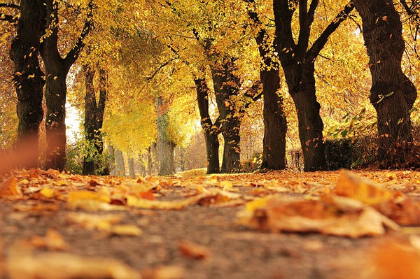Autumn leaves in forest
