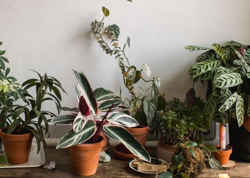 assortment of green plants in terracotta pots