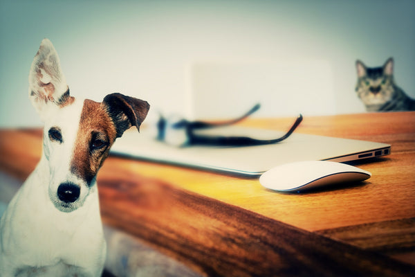 Reclaimed wood desk with dog and cat - Modish Living
