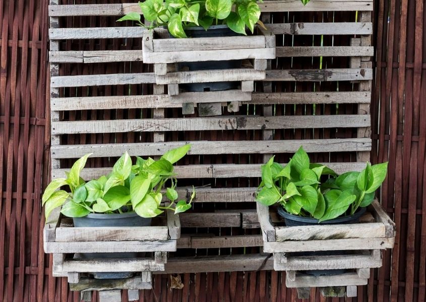 Slatted wooden wall plant holder with green plants