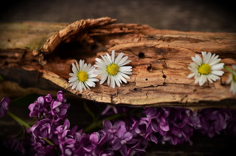 International Day of Forests Reclaimed Wood Modish Living